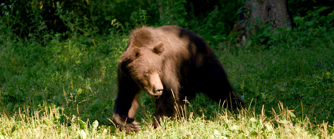 Gyönyörű természetfilm nyitja idén a Filmtettfesztet